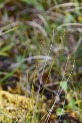 Carex myosuroides