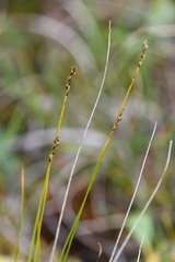 Carex myosuroides
