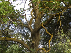 Quercus pubescens