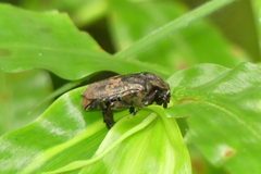 Protaetia acuminata