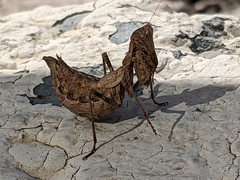 Ameles spallanzania
