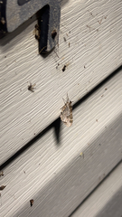 Stamnodes gibbicostata