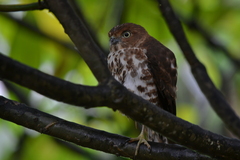 Accipiter francesiae