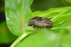 Protaetia acuminata