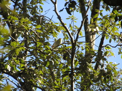 Phylloscopus sibilatrix