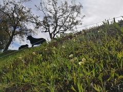 Pterygodium catholicum