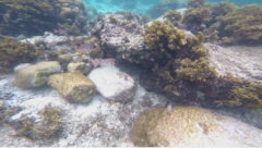 Myripristis violacea