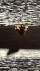 Parallelia bistriaris