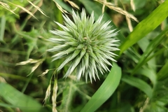 Echinops spinosissimus