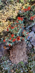 Cladonia cristatella