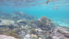 Myripristis violacea