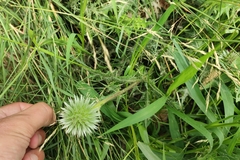Echinops spinosissimus