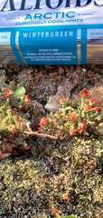 Cladonia cristatella