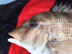 Lethrinus laticaudis