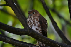 Accipiter francesiae