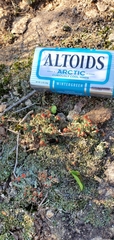 Cladonia cristatella