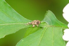 Phytoscaphus triangularis