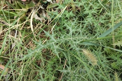 Echinops spinosissimus