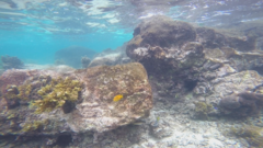 Pomacentrus sulfureus