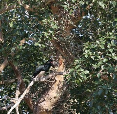 Bycanistes bucinator