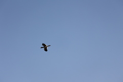 Bycanistes bucinator