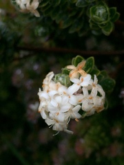 Pimelea sericea