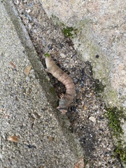 Biston betularia
