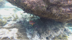 Sargocentron spiniferum