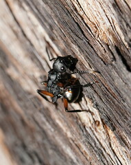 Polyrhachis femorata