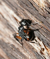 Polyrhachis femorata
