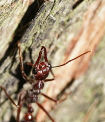 Myrmecia forficata