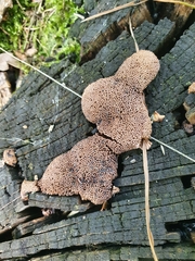 Tubifera
