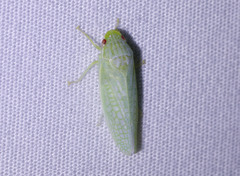 Gyponana