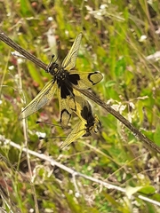 Libelloides longicornis