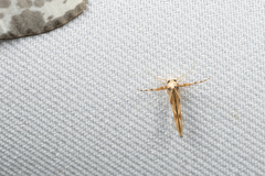 Stathmopoda stimulata