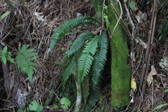 Blechnum chambersii