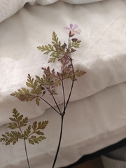 Geranium robertianum