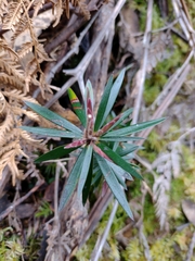 Cyathodes glauca