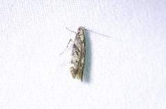 Gelechiinae