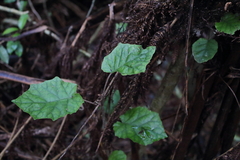 Brachyglottis repanda