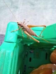 Antaxius spinibrachius