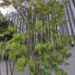Plagianthus