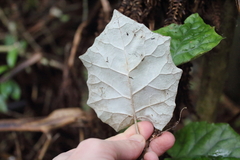 Brachyglottis repanda