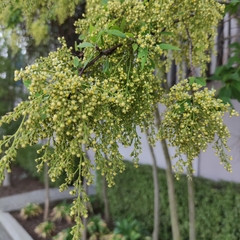 Plagianthus