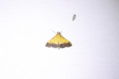 Pyrausta bicoloralis
