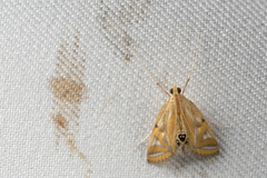 Eoophyla conjunctalis