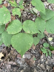 Hylodesmum glutinosum