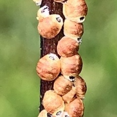 Eriococcus coriaceus