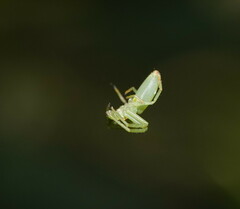 Cetratus rubropunctatus