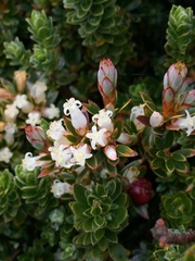 Planocarpa petiolaris
